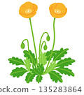 Hand drawn simple poppy illustration 135283864