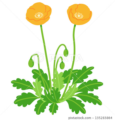 手繪的簡單罌粟花插圖 135283864