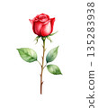 Watercolor illustration of a single red rose 135283938