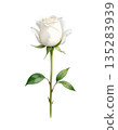 Watercolor illustration of a single white rose 135283939