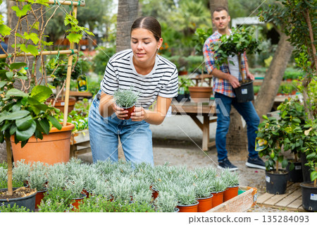 Female shopper choosing potted Helichrysum tianschanicum at garden center Female shopper choosing potted Helichrysum tianschanicum at garden center 135284093