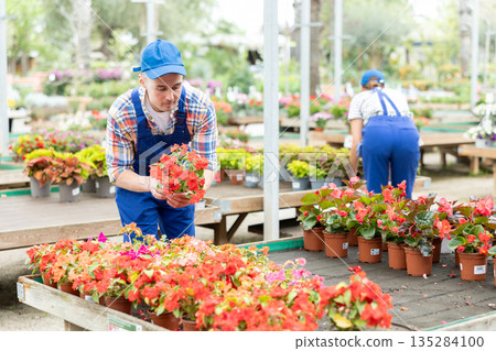 Gardener arranging blooming potted Impatiens Walleriana in garden center 135284100
