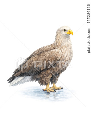 冬季白尾海鵰水彩插圖 135284116