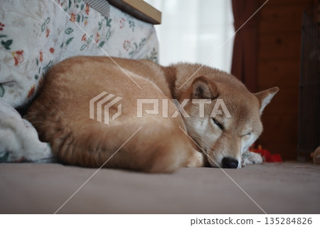 可愛的柴犬睡在蒲團上 可愛的柴犬睡在蒲團上 135284826