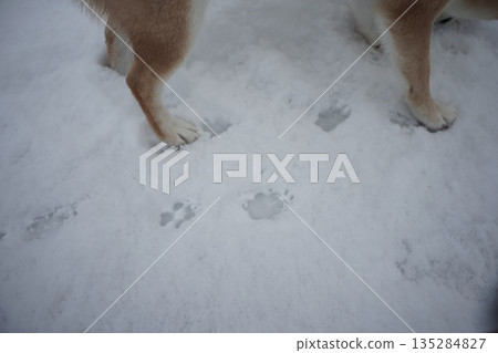 柴犬在雪地裡玩 135284827