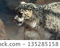 Snow leopard sticking out tongue 135285158