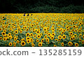 Surrounded by sunflower fields 135285159