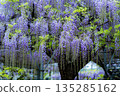 Looking up at the rows of wisteria in full bloom 135285162