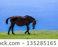 Horses and the sea on the grassland of Cape Toi 135285165