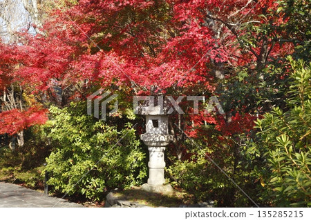 Shogun Tsukae藍色龍秋葉 135285215