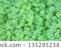 屏幕全三葉草 135285238