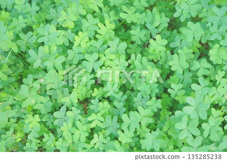 屏幕全三葉草 135285238