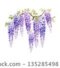 Wisteria flower watercolor illustration 135285498