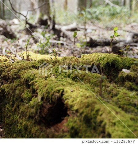 New shoots sprouting on a mossy fallen tree New shoots sprouting on a mossy fallen tree 135285677