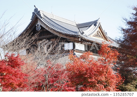 Shogun Tsukae藍色龍秋葉 Shogun Tsukae藍色龍秋葉 135285707