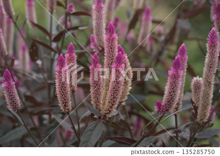 紫花酢漿草,姿態優雅 紫花酢漿草,姿態優雅 135285750