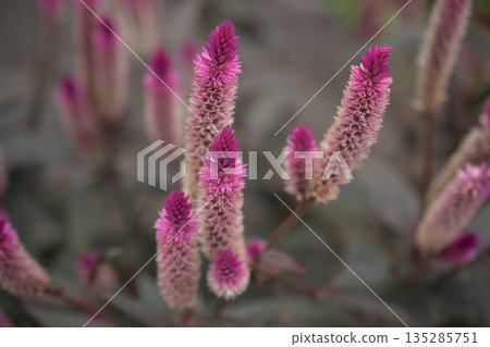 諾蓋圖花開始綻放 135285751