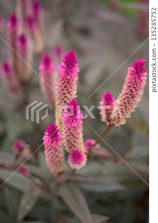 Pink flowers blooming in the field: Nogaitou 135285752