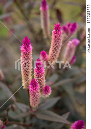 Pink flowers of wild cockscomb blooming in the field Pink flowers of wild cockscomb blooming in the field 135285753