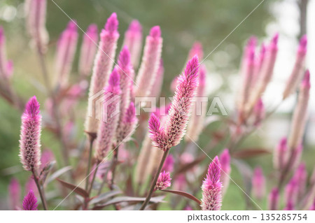 Purple sorrel in full bloom Purple sorrel in full bloom 135285754