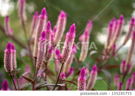 Pink sorrel flowers beginning to bloom Pink sorrel flowers beginning to bloom 135285755