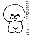 可愛的比熊犬 135285936