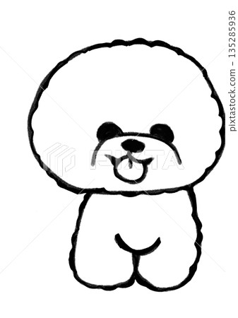 Cute sitting Bichon Frise 135285936