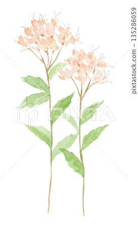 Watercolor painting of Eupatorium japonicum flowers 135286059