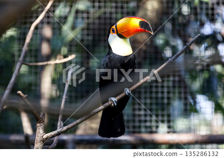The toco toucan bird on the wood tree The toco toucan bird on the wood tree 135286132