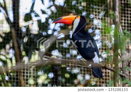 The toco toucan bird on the wood tree The toco toucan bird on the wood tree 135286133