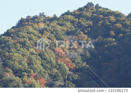 Kajiyama with autumn leaves 135286273