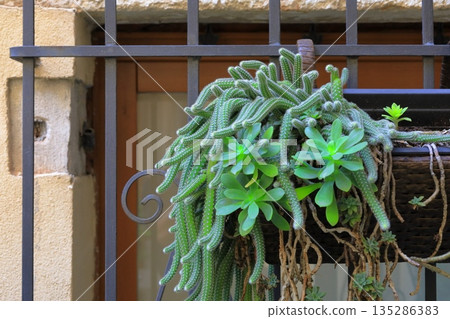 A thin cactus hanging from a fence 135286383