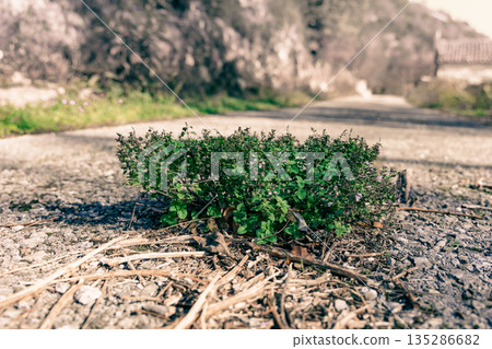 Small Green Bush Growing Through Cracked Road On Quiet Rural Street 135286682