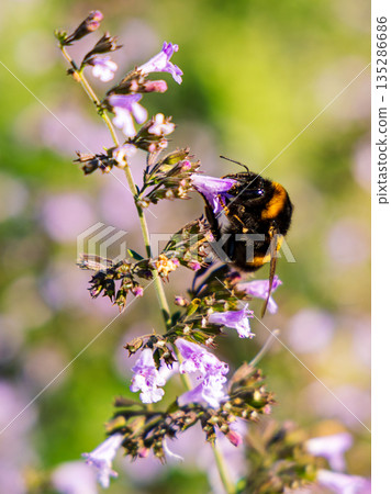 Bumblebee Pollinating Lavender Flowers in a Sunlit Garden Meadow With Soft Blurred Background 135286686