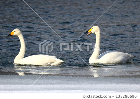 游泳的天鵝，唱歌的天鵝 135286696