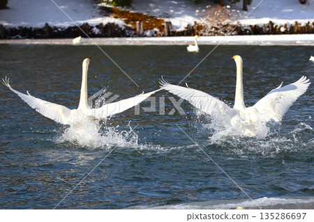 天鵝去水 135286697