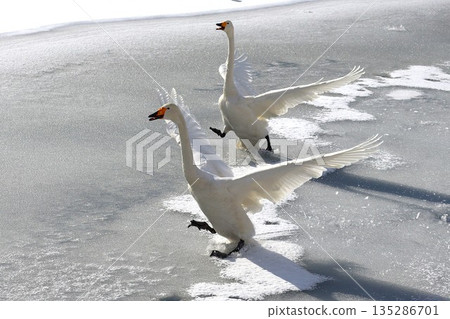 兩隻天鵝在冰上奔跑 135286701
