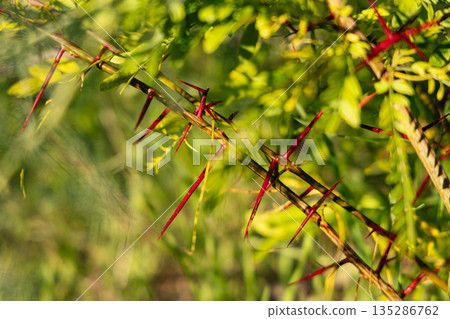 Close-Up Of Red Thorns On Green Branches In A Dense Prickly Hedge Scene Close-Up Of Red Thorns On Green Branches In A Dense Prickly Hedge Scene 135286762
