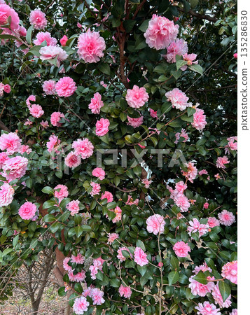 粉紅色的七彩花朵 135286830