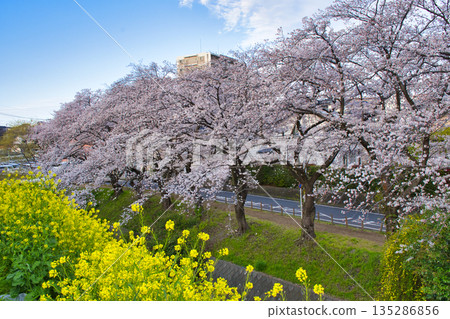 【神奈川縣】比岐地川沿岸的櫻花樹 135286856