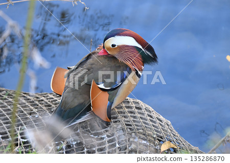 野鳥 野鳥 135286870