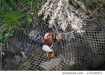 Wild bird Wild bird 135286871