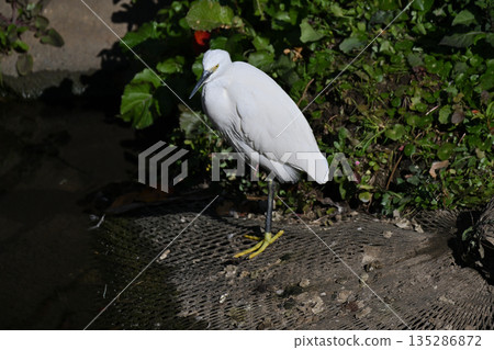 野鳥 野鳥 135286872