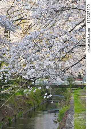 [Kanagawa Prefecture] Cherry blossom trees along the Hikiji River 135287290