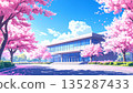 A school building and rows of cherry blossom trees in spring 135287433
