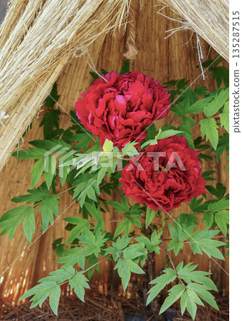 Vibrant winter peonies blooming in a Japanese garden Vibrant winter peonies blooming in a Japanese garden 135287515
