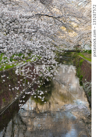 【神奈川縣】比岐地川沿岸的櫻花樹 135287572