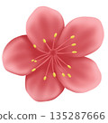 pink sakura flower isolated on white background 135287666