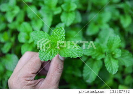 hand hold Cuban mint for collecting for use  as a herb for healthy living life 135287722