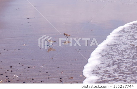 岸邊的鴴鳥 135287744